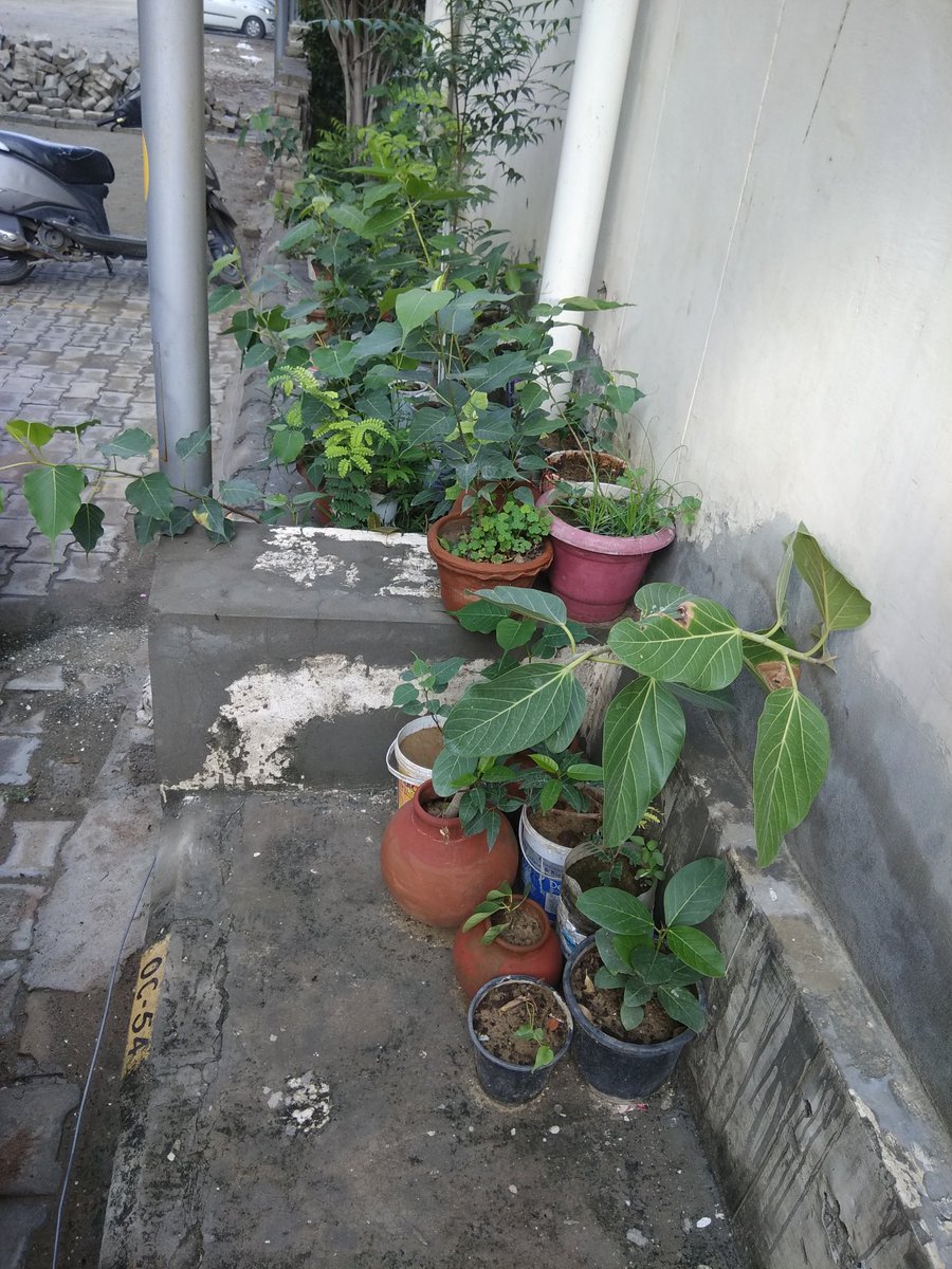 ruchinmehra's tweet image. My plant bank..#futuretrees #futureforests its growing day by day..