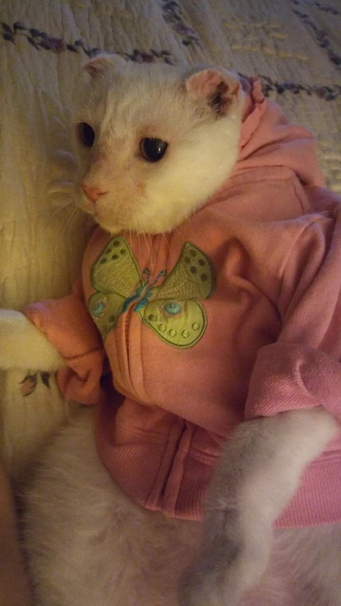 MJsTruth's tweet photo. Thank you to everyone for your really kind & thoughtful comments about the loss of our kitty kid "Wyatt" - we will miss him undoubtedly forever. https://t.co/GA07Ox6zvV