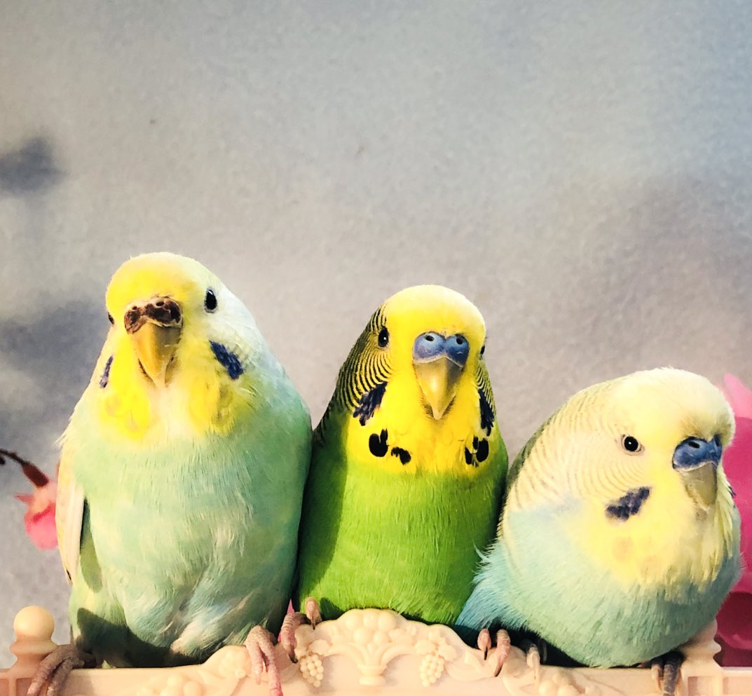 Welcome to Saturday Morning Squawk , I’m disco this is bOrb Blues and my Birb fren Sky. .
.
#saturdaymorning #saturdaykitchen #borb #birb #budgie #budgiefriends #budgiesofinstagram #budgielife #friendships #friendshipgoals #threelittlebirds #lovebirds #parrot #finches #worldnews