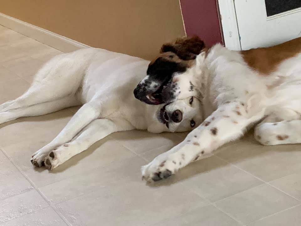 CLEDOGmag's tweet photo. It's Sibling Saturday with Hermoine the Husky & Paislee the Saint Bernard. They like to cuddle when they think nobody is watching! 🐕👀🐕
#SiblingSaturday #CuddlingDogs #CLEDog #Husky #SaintBernard https://t.co/ARTzZ7zJgN