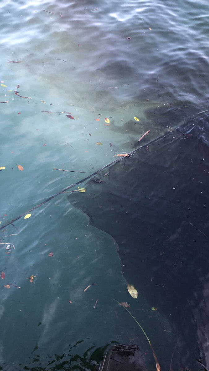 汚い海 Twitter Search Twitter