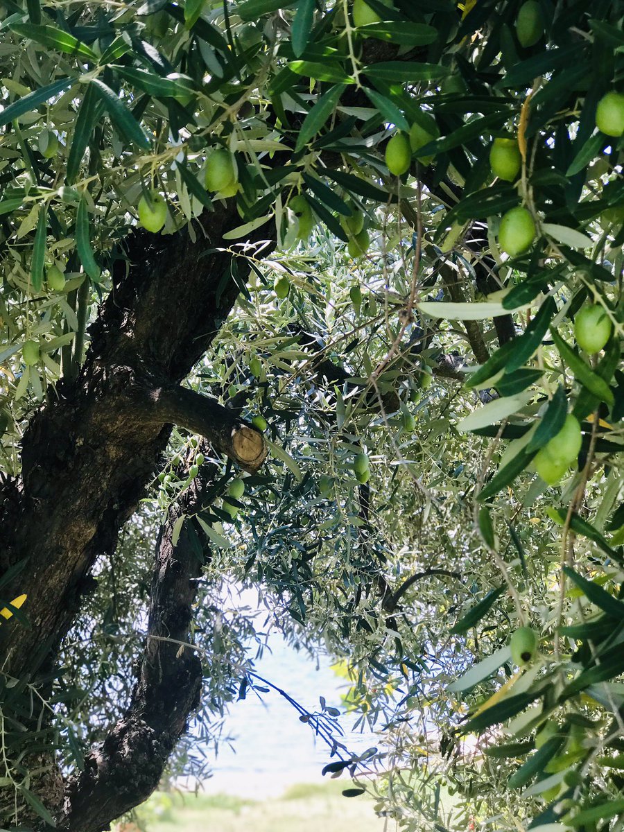 IvanaMilic07's tweet photo. #sithonia💙
#olivethree🌱
#beautifulnature https://t.co/poy6MjMJIJ