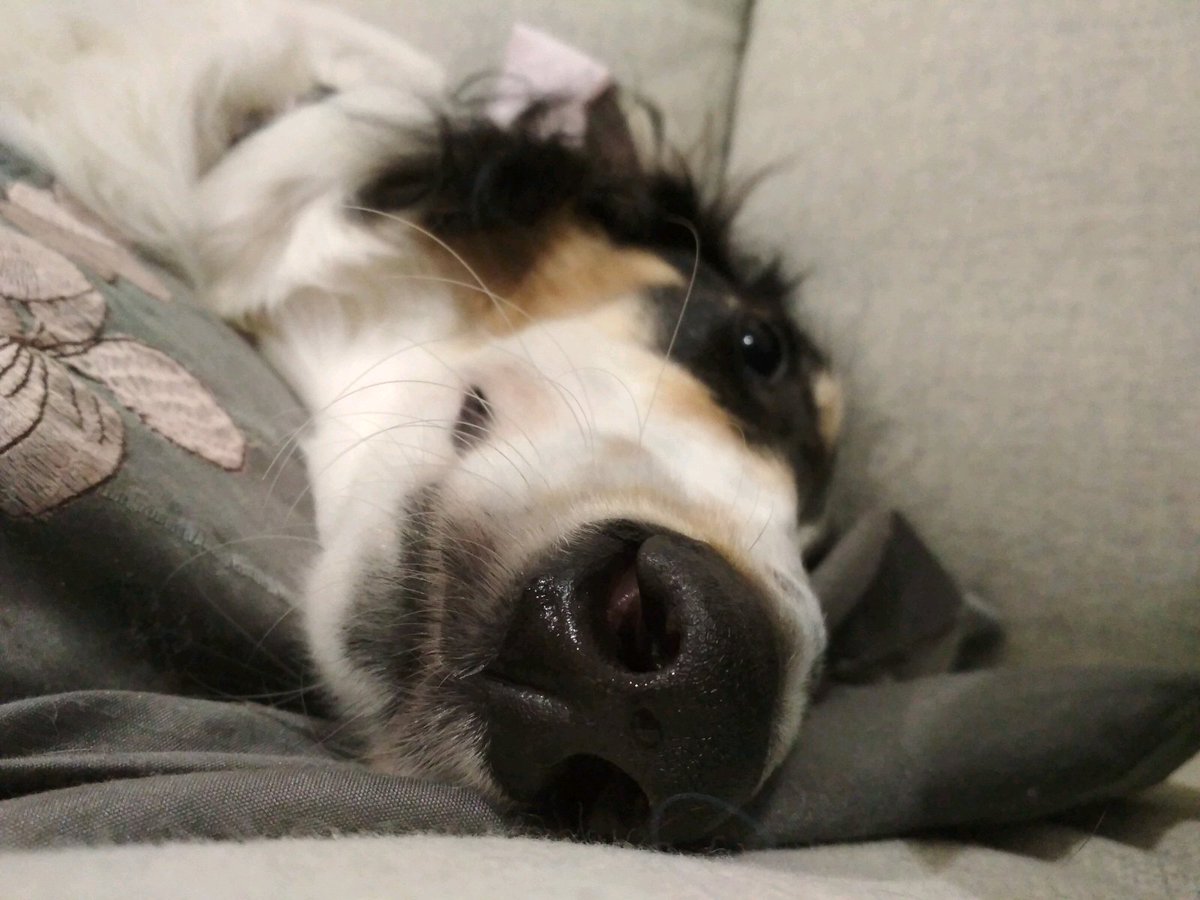 tteoh's tweet photo. Have a dozy schnoot buddy here as well @ALegione https://t.co/TO4hy420an