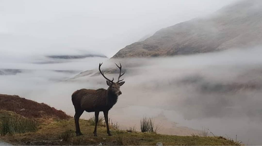 weecree1's tweet image. Favourite shot taken by my other half.
#GlenEtive
#glencoe #Scotland #visitscotland #scotlandlover #thisisscotland #scotlandgreatshots #scotspirit @VisitScotland