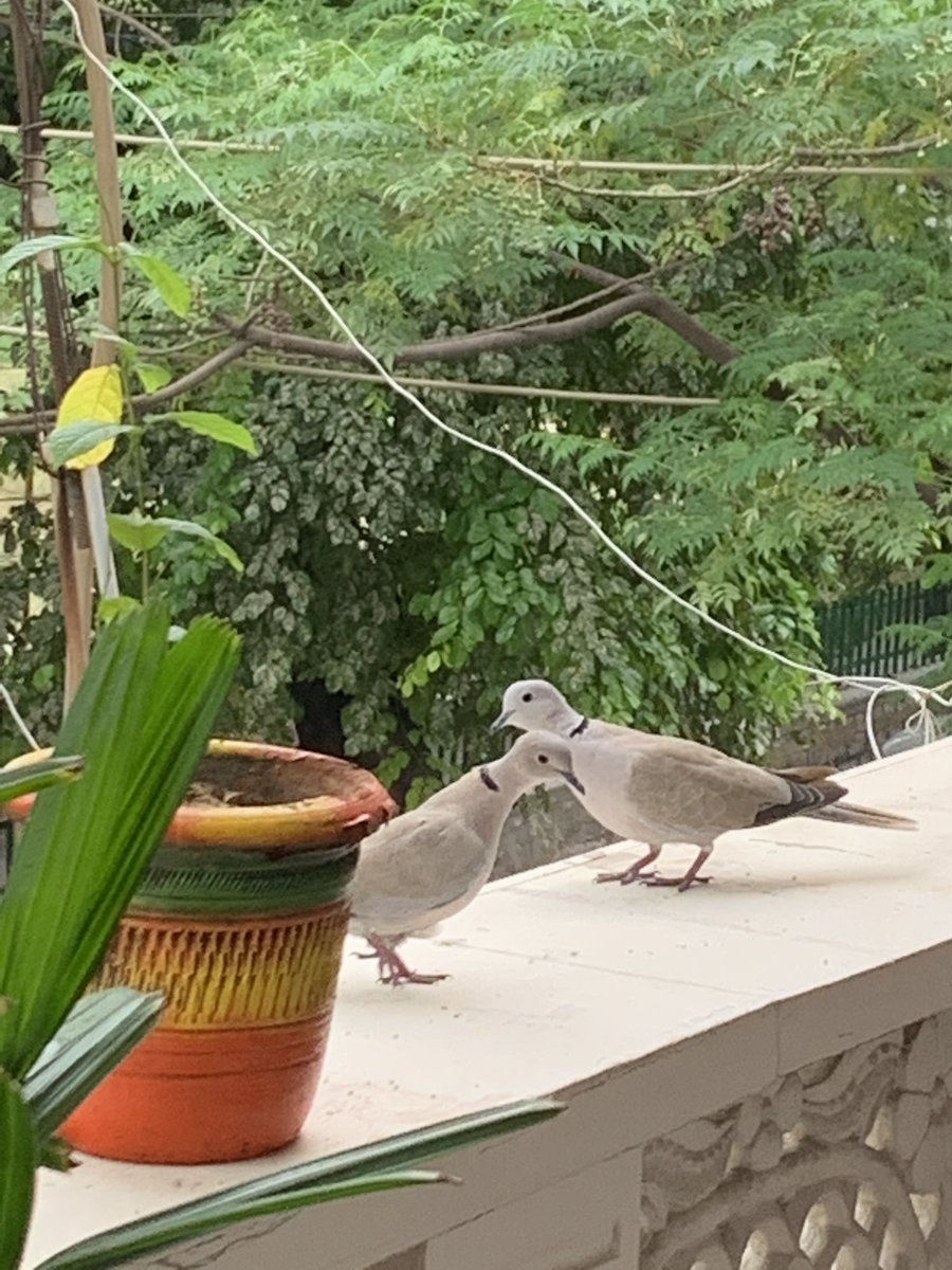 Had new visitors today !
#DelhiBirds