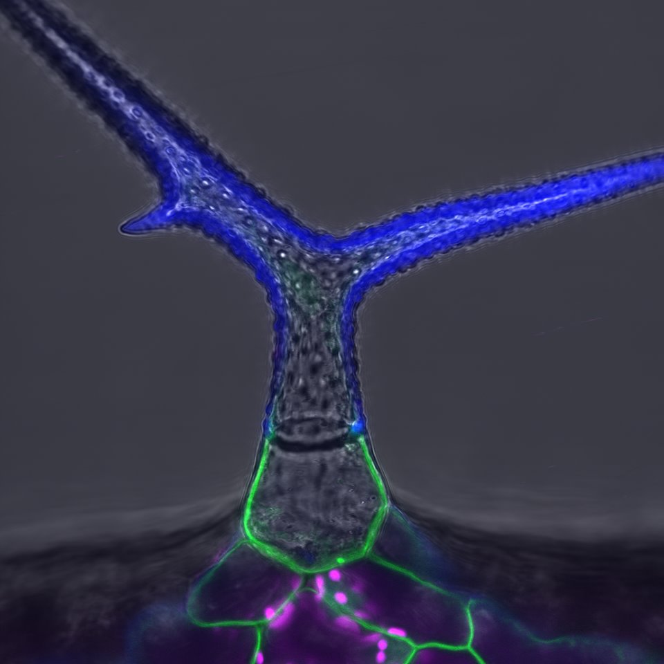 kulich_ivan's tweet image. Arabidopsis trichome has two distinct plasma membrane domains with different lipid composition. Each domain binds different EXO70 paralog. Check out our new paper in the special cell wall issue of IJMS mdpi.com/1422-0067/20/1….