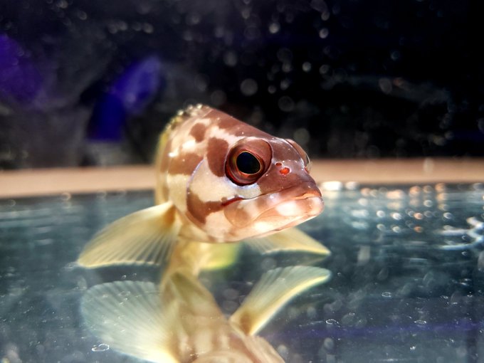 カラフルな生き物のtwitterイラスト検索結果 古い順 カラフルな生き物のtwitterイラスト検索結果 古い順
