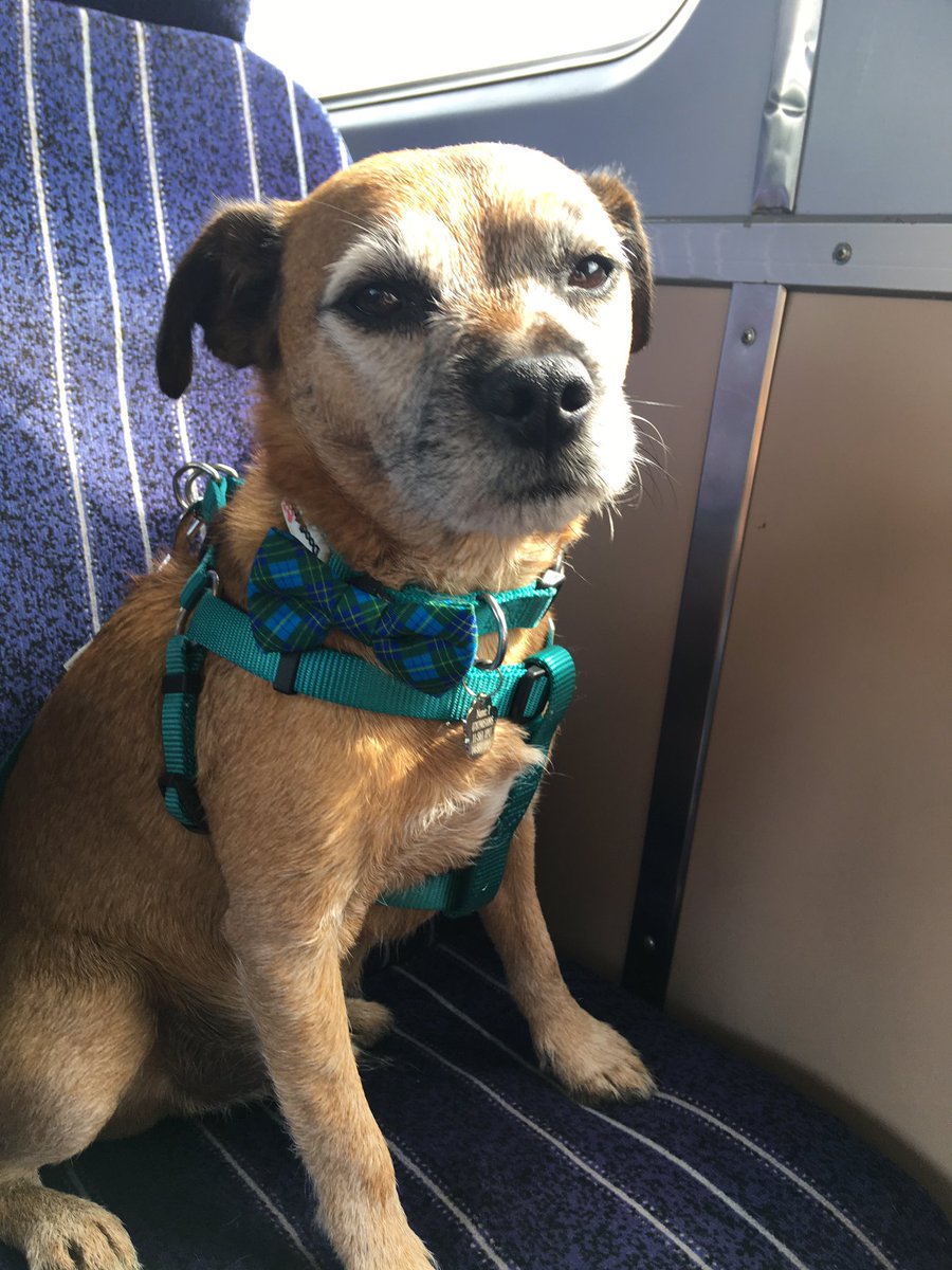 Littletinker25's tweet photo. T was worried he might be a bit overdressed for the game today. I assured him it was okay as it’s a big match, and he looks fabulous😍
@HallamFC1860 @north_ferribyfc #nonleaguedogs #NCEL https://t.co/8JXtfVpiyQ