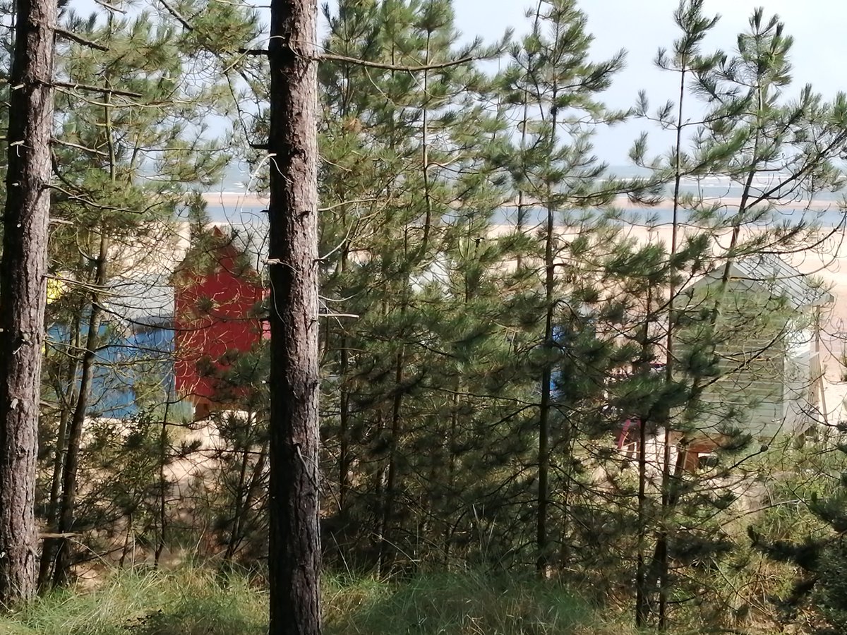SGundogs's tweet photo. Bootiful North Norfolk #holkham #wells #beachhuts #pinewoods https://t.co/KTJ243lZYa