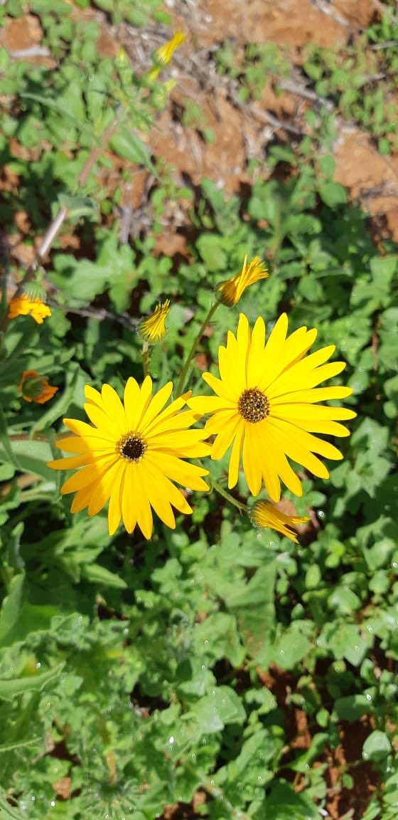 UlrichHendriks's tweet photo. Some colour in the #Namaqualand as #Spring approaches. Residents say good over the last month will see a good flower season. #SABCNews https://t.co/l3GDQf5a2l