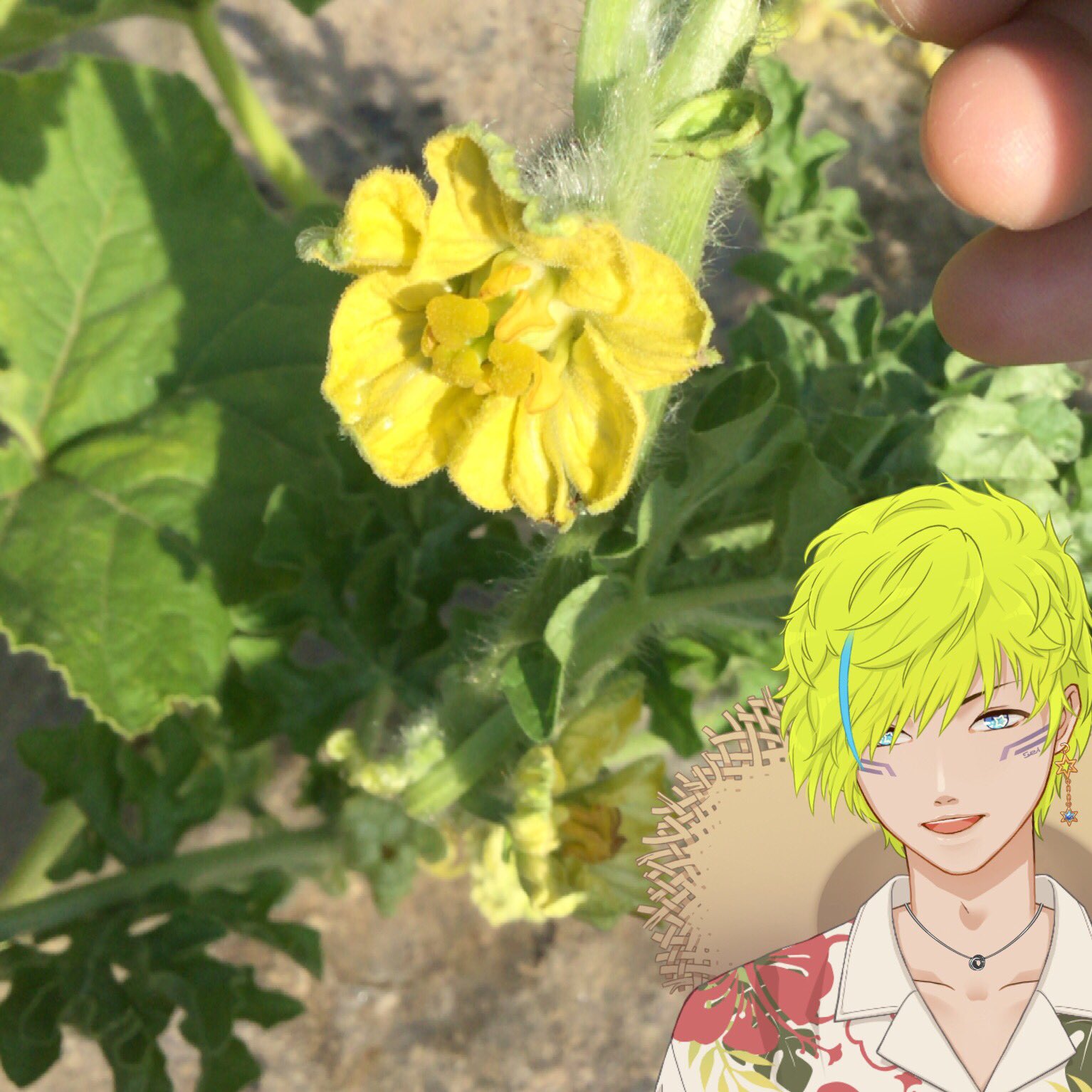 あーくん 軽量化中 スイカは基本的に雄花と雌花が咲きますが 条件が揃うと一つの花におしべもめしべも付く両性花がたまに咲くようです 不思議ですね スイカの両性花 普通の雌花 開花から時間が経過した雄花 T Co Ya27aorflo Twitter