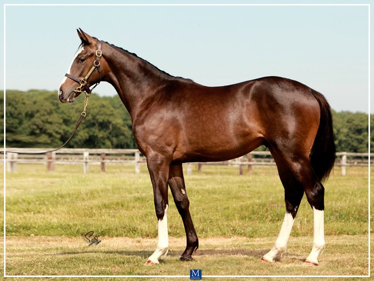 HarasMontaigu's tweet photo. Don’t miss our @InfoArqana Lot 93

A colt by @coolmorestud FSS #Gleneagles 

o/o @EpsomRacecourse Derby hero #WingsOf🦅 ‘s sister !

 @bloodstocknews @theTDN @Jour_de_Galop @francegalop @SireWatch @RacingPost https://t.co/1AvsY1Seya
