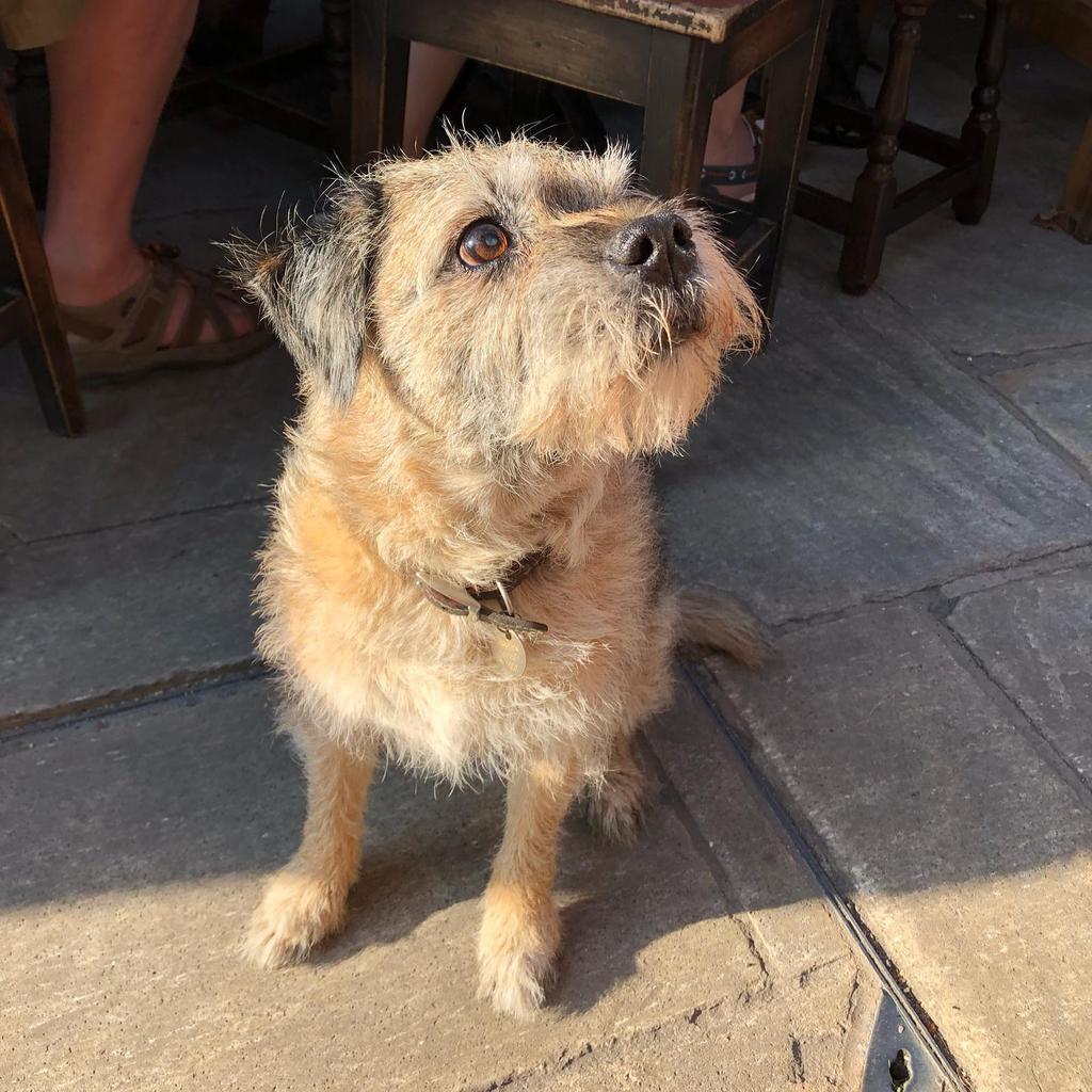 'Rufus' our dog of the week. Just because he's adorable and the best companion anyone would wish for. He's also been a regular since we opened <a href="/oakesbarn/">Oakes Barn Partners</a> xx <a href="/Dogfriendlybse/">DogFriendlyBSE</a> #welovedogs #dogfriendly #dogfriends #loyal #dogs #pub #dogwalk