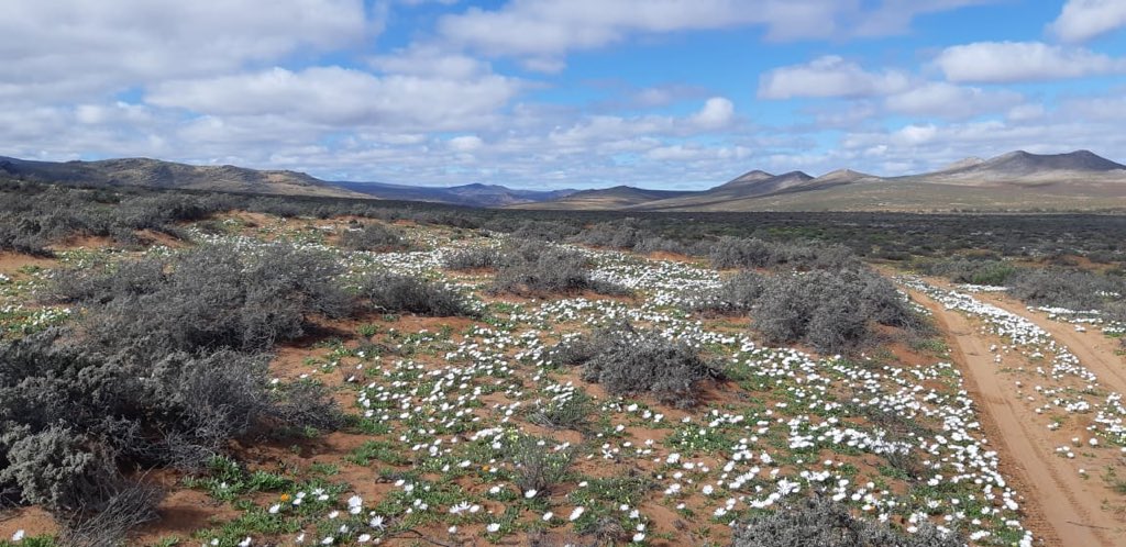 📸 Priscilla Magerman 
People and Conservation official: Namaqua National Park #SABCNews