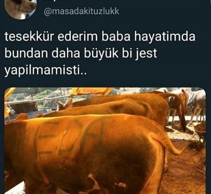 EnInce's tweet photo. Bu jestten bende istiyorum nxnsmslsöss @masadakituzlukk https://t.co/ktyxGuzcun
