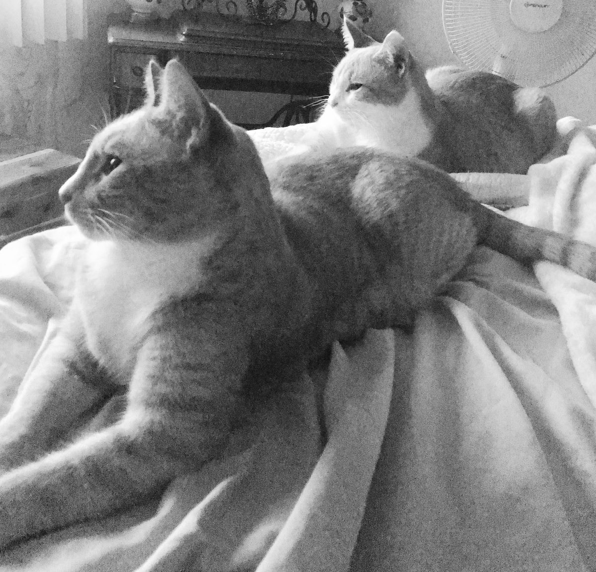 TinyBillyShow's tweet photo. Chillin. #twinning #Bromance #artistical #Caturday https://t.co/5JRB7uRE7n