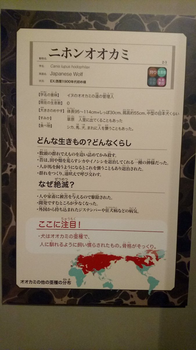 デグもさ على تويتر で ポスターの方の 絶滅動物研究所 まさかの写真ほぼほぼオッケーでした あと凄い貴重なニホンオオカミの剥製 なんか想像してた顔と違ってた 狼 のイメージはハスキーに似てる３枚目のチョウセンオオカミの方だったけど ニホンオオカミは耳が