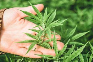 It's HERE!  
Lake of Bays Community Centre Arena 
10 University St.
Baysville, ON.
10 am - 6 pm
#muskokacannabisexpo
💚 💥 💚 💥
buff.ly/2JQAsUf