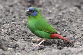 Blue-faced parrot finch-->blue-headed pionus-->military macaw