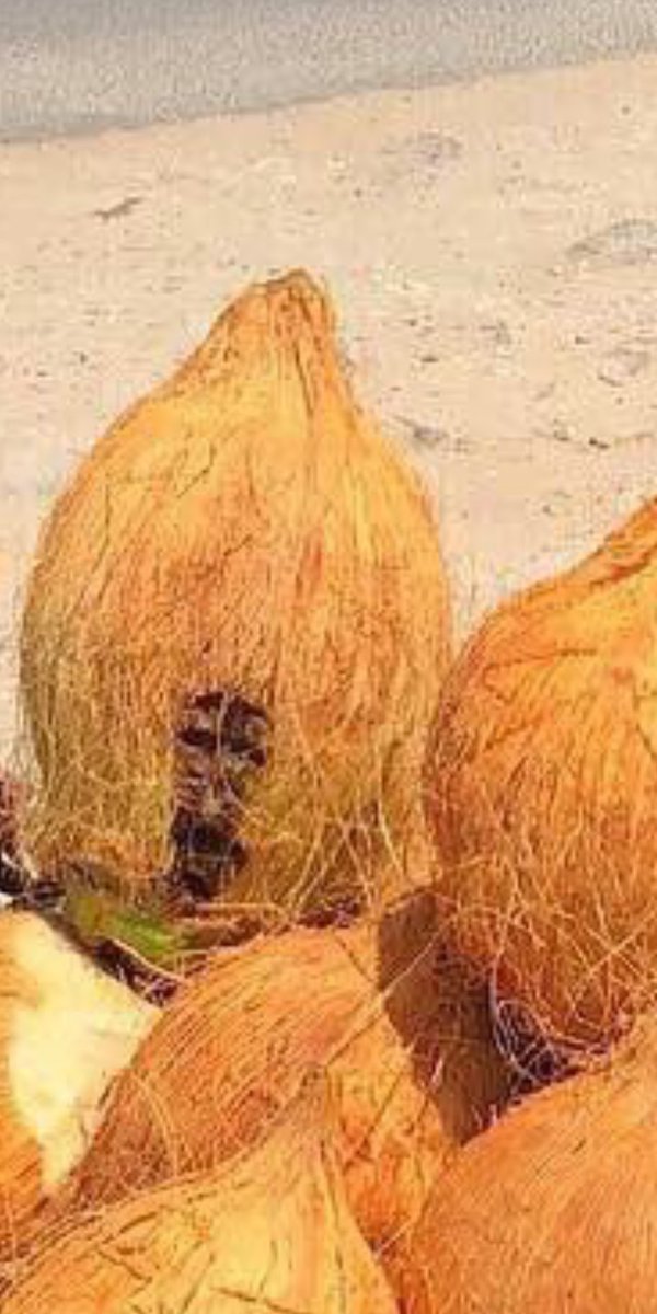 UtaziJay's tweet image. #TwitterVAR

Even the coconut shock😂😂