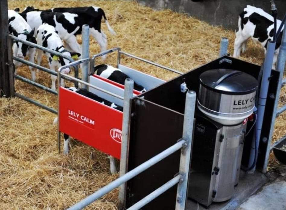 Foto 1. Geplaatst door #dierenactivisten die zeggen dat #kistkalveren in NL nog bestaan. 
Foto 2: De waarheid. Kalverdrinkautomaat waar kalveren, in de groepshuisvesting, op dikke laag stro, in en uit kunnen lopen wanneer ze maar willen. En zelfs in de rij voor staan...