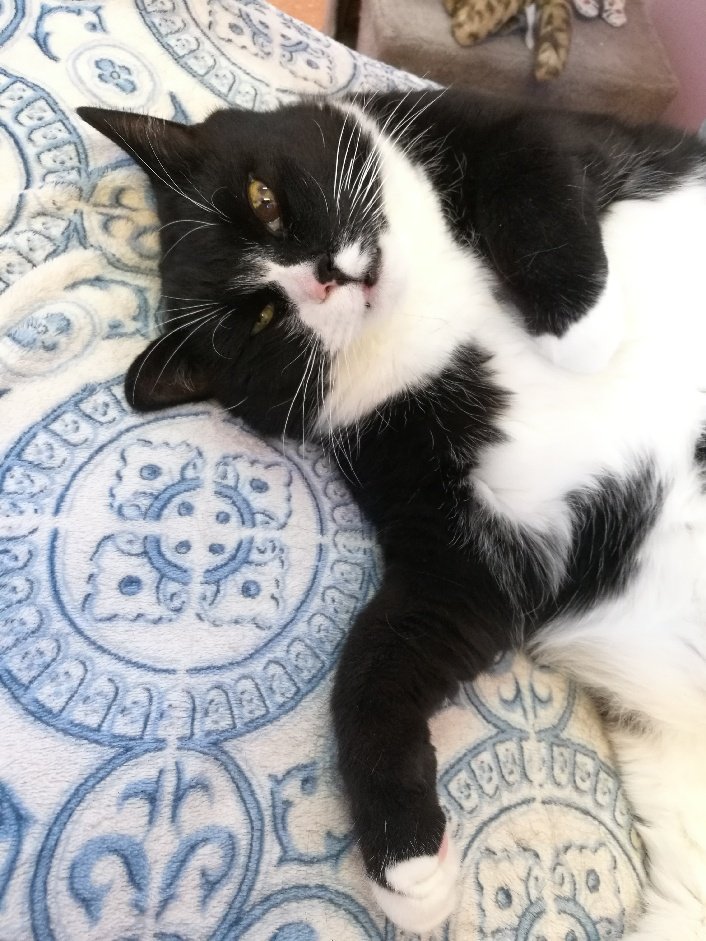 stormhattt's tweet photo. Bilbo is a 9 year old cat. He's curious and calm. He has lived with a family before but was returned to the shelter. Bilbo needs a loving home, with activities and lots cuddles. You can find Bilbo in Gothenburg, Sweden: https://t.co/TiUn8LYD3N
@dog_rates #RateGISHDogs https://t.co/g4wiU2XwKy