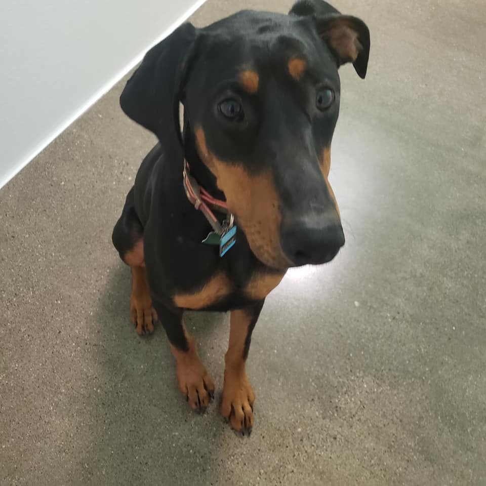 UnitedDoberman's tweet image. Hi I'm Ellie.   I'm 8 months old &amp;amp; the new kid at UDR.  Im house &amp;amp; crate trained, I love dogs &amp;amp; children, love playing at the dog park,  and love, love, love doggy daycare. I'm making lots of friends, but what I really want is for someone to make me a home 🏡❤️