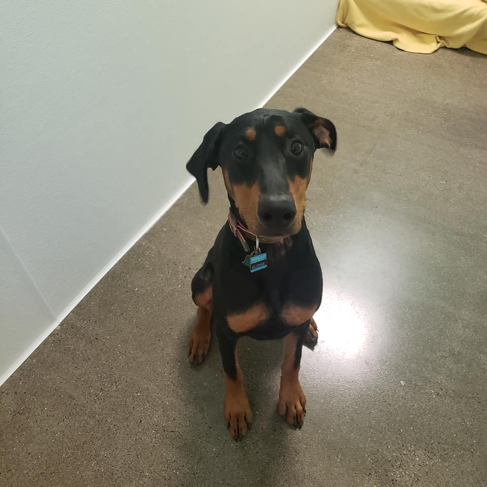 UnitedDoberman's tweet image. Hi I'm Ellie.   I'm 8 months old &amp;amp; the new kid at UDR.  Im house &amp;amp; crate trained, I love dogs &amp;amp; children, love playing at the dog park,  and love, love, love doggy daycare. I'm making lots of friends, but what I really want is for someone to make me a home 🏡❤️