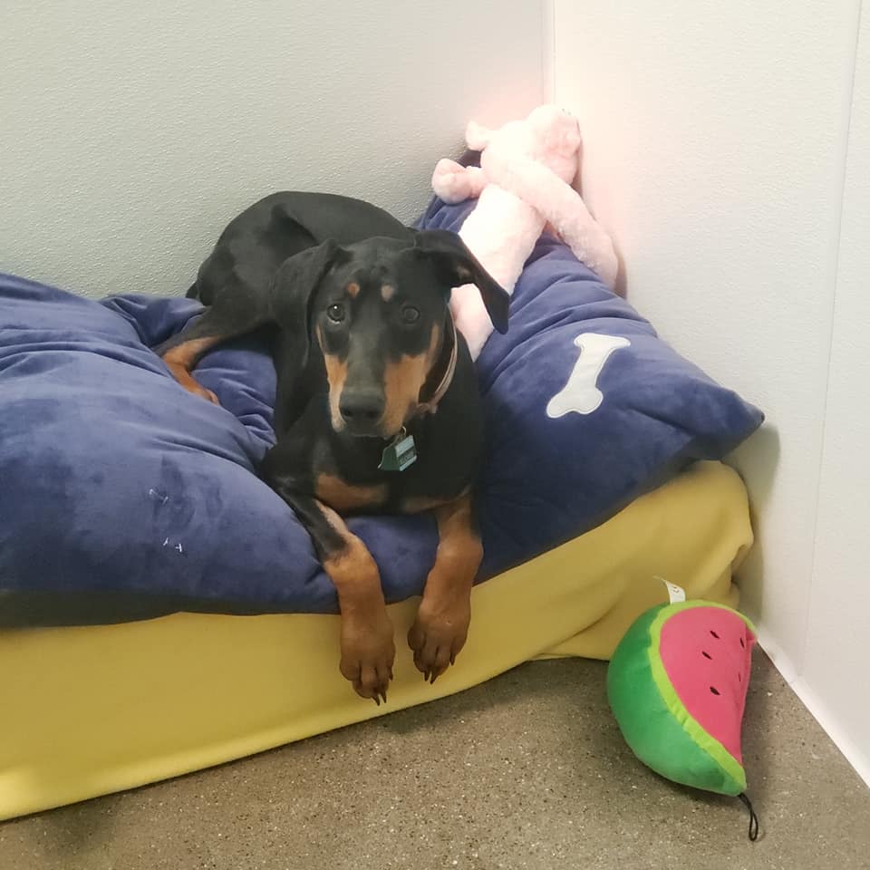 UnitedDoberman's tweet image. Hi I'm Ellie.   I'm 8 months old &amp;amp; the new kid at UDR.  Im house &amp;amp; crate trained, I love dogs &amp;amp; children, love playing at the dog park,  and love, love, love doggy daycare. I'm making lots of friends, but what I really want is for someone to make me a home 🏡❤️