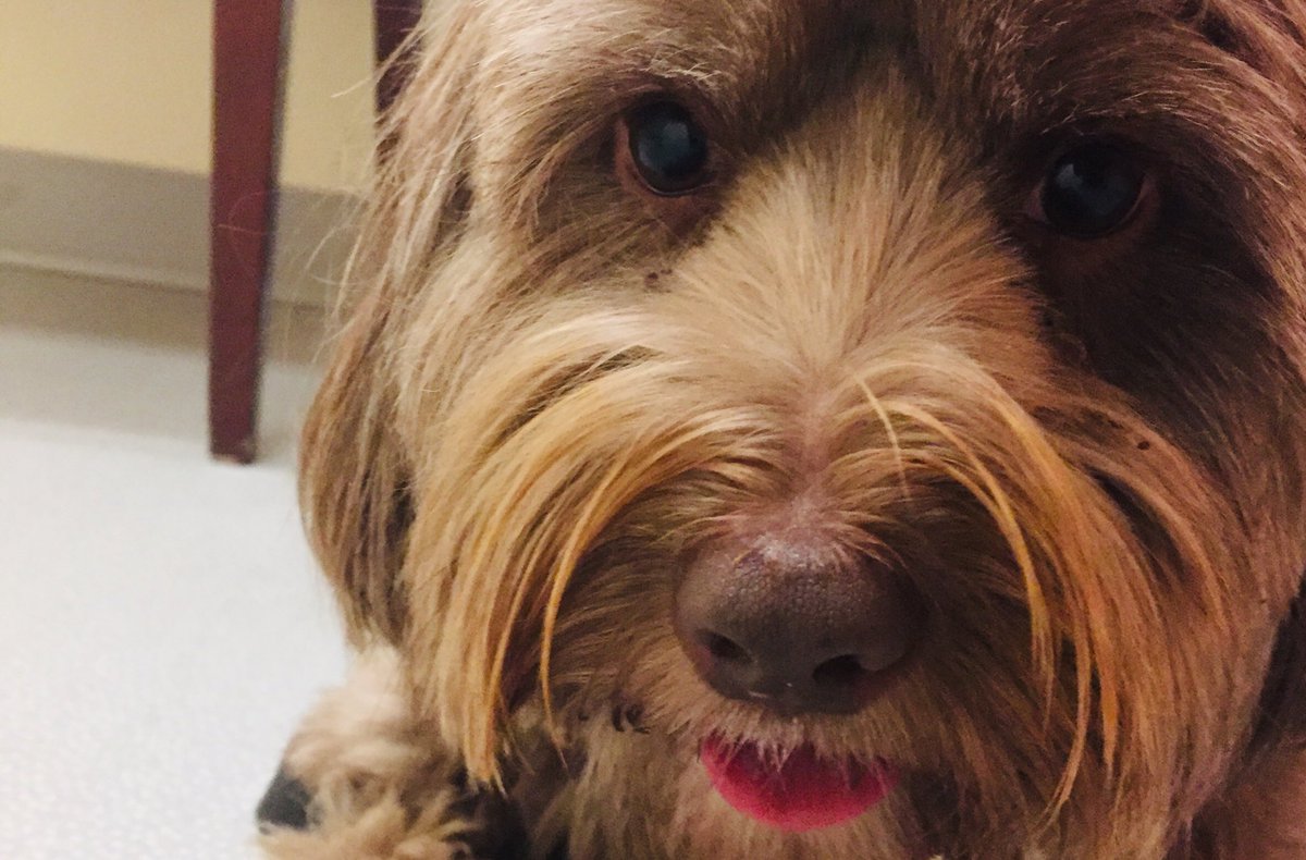 Susannah_Bryan's tweet photo. Benji now realizes that fun adventure is actually a trip to the vet. Has already made an unsuccessful run for the door. #ToyRun #InYourFuture https://t.co/Pka7Ap6d0o