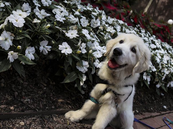 mdean00's tweet photo. why i was forced to decide between keeping my job or continuing to train my service dog: a thread https://t.co/75twgGB0yZ
