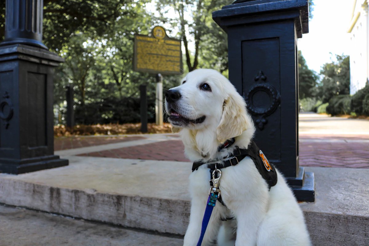mdean00's tweet photo. why i was forced to decide between keeping my job or continuing to train my service dog: a thread https://t.co/75twgGB0yZ