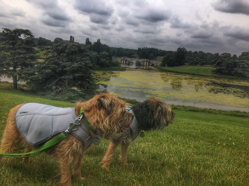 ScrappyN's tweet image. We @DuncanPickles have taken a mooch away from @Countryfilelive #CountryfileLive through the grounds of @BlenheimPalace #blenheimpalace and into Woodstock for refreshments. 

Still warm pals so we are in our trusty @RuffwearUK #swampcooler to keep nice and cool #ruffweardogs