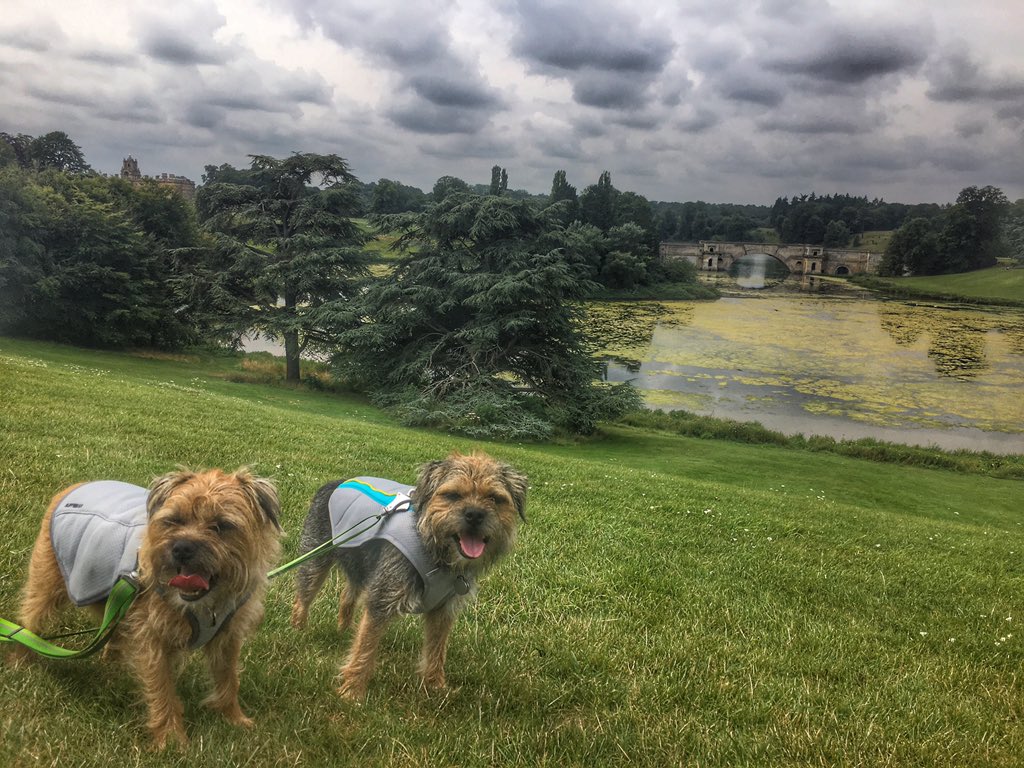 ScrappyN's tweet image. We @DuncanPickles have taken a mooch away from @Countryfilelive #CountryfileLive through the grounds of @BlenheimPalace #blenheimpalace and into Woodstock for refreshments. 

Still warm pals so we are in our trusty @RuffwearUK #swampcooler to keep nice and cool #ruffweardogs