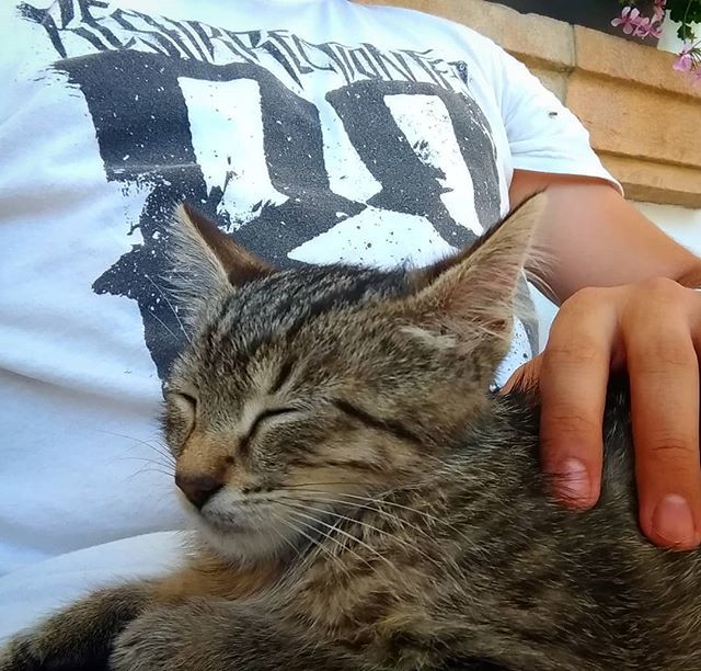 Briareos92's tweet photo. Ayer se me durmió encima éste bebote mientras me tomaba un café una copita de patxaka por Navarra.
#Gato #Gatito #Kitty #Siesta #Cafe #Patxaca #Basaka #Resurrection #Navarra #Garralda #Aezkoa #Aoiz #Ruta https://t.co/QFnfPpLDsh