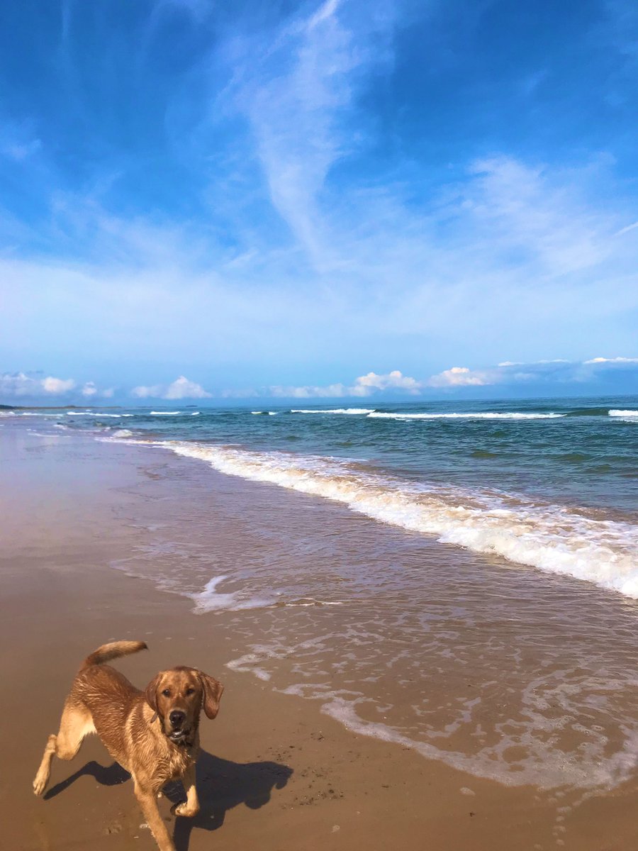 bes502's tweet photo. #Movement isn’t mandatory, it is however essential for a #Healthy body. I started my day with a swim, brunch on the beach 🥂 &amp; fun with the pups #MakeMovementFun #Holkham #Laughter #BeachGirl #Lifestyle #FreshAir https://t.co/7gxElPG0wa