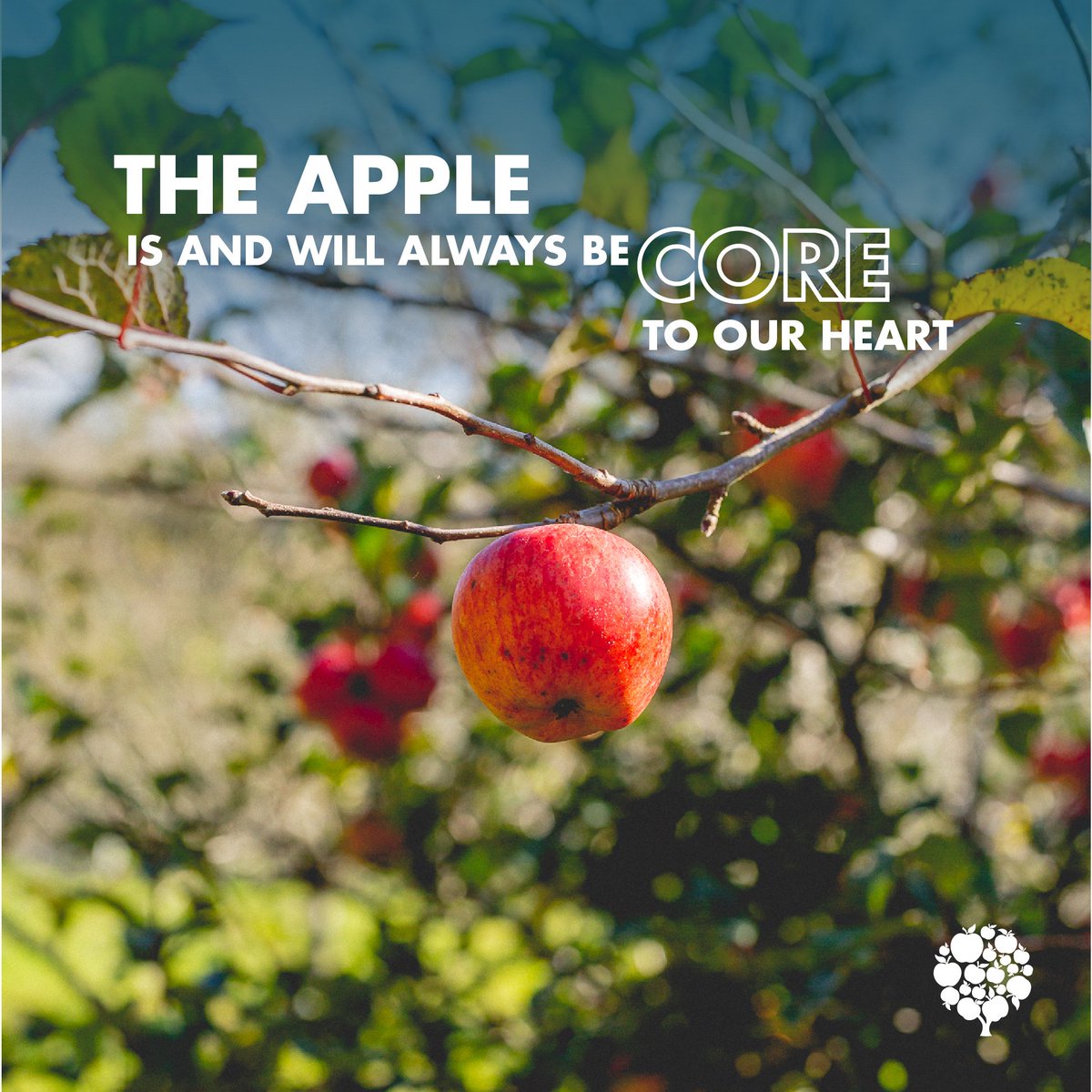 cornishorchards's tweet photo. Did you know that Cornish Orchards began as a project with the #DuchyofCornwall to bring back Cornish apple varieties to the UK?
Have a read of our blog and see where it all began… 
https://t.co/TnUW8qD1VO

#startswiththeapple #appleantics #coretoourheart #workingwithnature https://t.co/NqcqqPf6s1