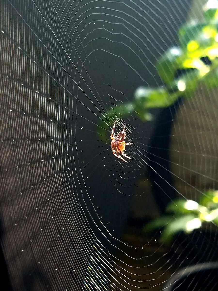 wspickerman's tweet photo. If #Congress put as much work in as this little spider in one night, imagine what we could do TOGETHER. Stop making it all about hate. #GodBlessAmerica #TermLimits #CongressGetBack2Work
Photographer: wspickerman https://t.co/VupcajJt99