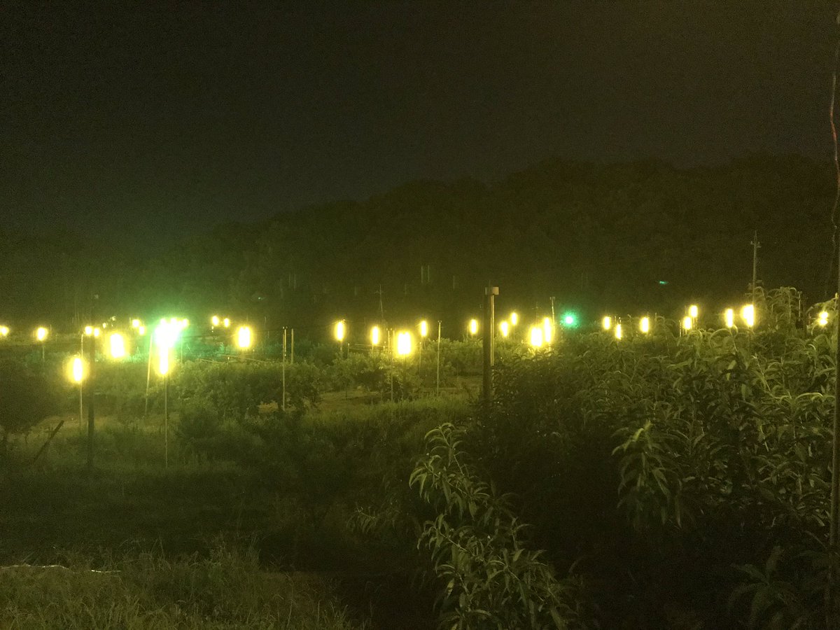 Ny 桃の木に虫が来ないようにする 防蛾灯 岡山の夏の夜の風物詩です 桃 防蛾灯 岡山県赤磐市 桃の木 Ny 桃の木に虫が来ないようにする 防蛾灯 岡山の夏の夜の風物詩です 桃 防蛾灯 岡山県赤磐市 桃の木