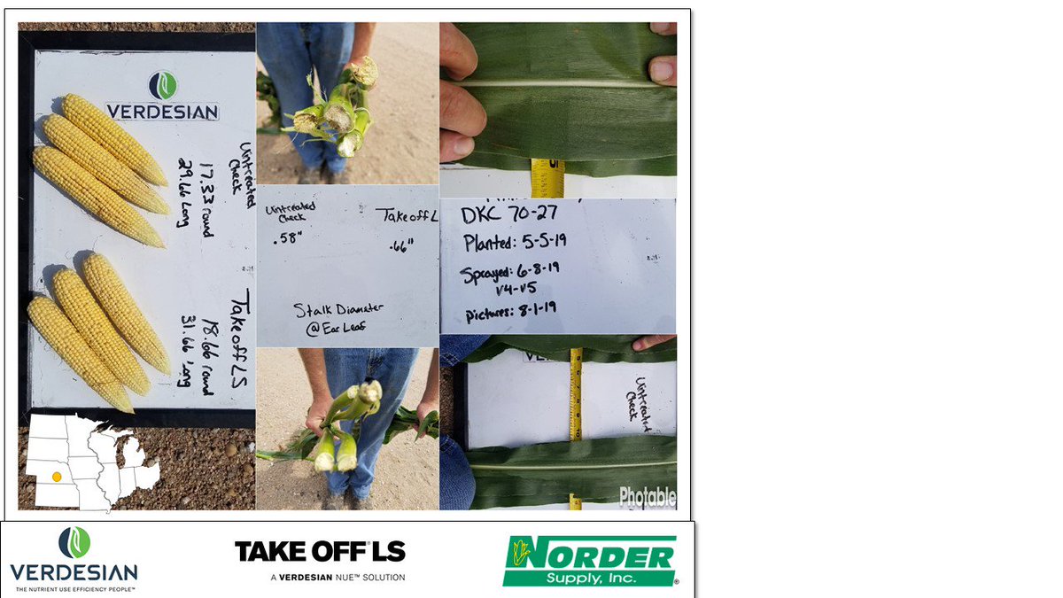 CodyRey1309's tweet photo. A turbo to your crops engine
🔘Photosynthesis
✔️1/2" larger leaf area index
🔘Stalk quality and plant health
✔️.08" larger stalk at ear nose
✔️Much🏋️stalk, plant, leaves
✔️ Untreated 🔥 up plant higher
🔘Ear Development
✔️Larger 🌽
#TakeOffLS providing potential for 👌💯 ROI! https://t.co/ewnBIcuCfs