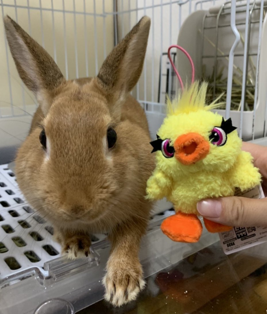 ダッキー&amp;アイ（バニー）
#うさぎ好きさんと繋がりたい 
#トイストーリー４
