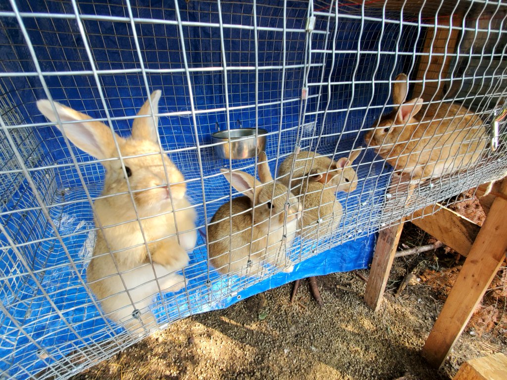 dmh_heineman's tweet image. 4 weeks old, Flemish Giant Bunnies. 🥰🐇

#maine #bunnies #flemishgiants #fawncolor #firsttimemama #bigears