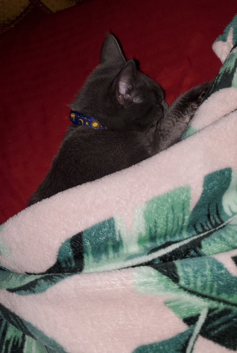 all tucked in......ssszzzzzzz