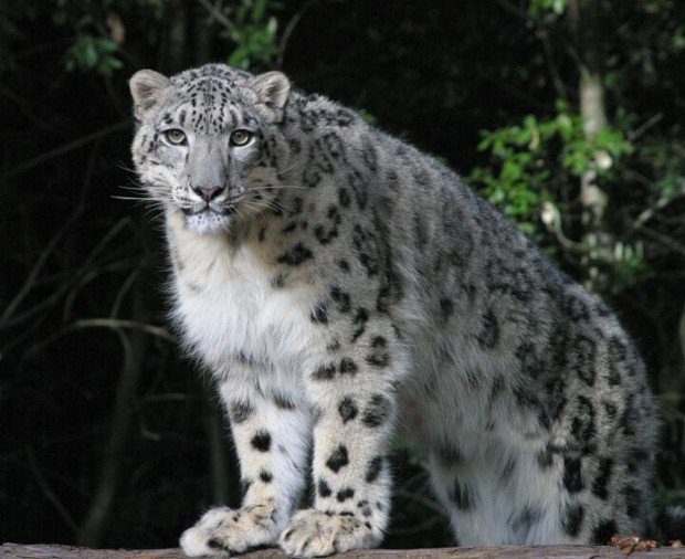 Sand cat-->Pallas's cat-->snow leopard