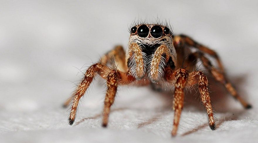 DevComCompany's tweet photo. A guide to #web scraping: never get blocked again 🕷️
https://t.co/jqaY4JGXLZ by Pierre

       #web #webdevelopment #webdeveloper #webdevelopers #webdev  #programming #codingguidelines #codingdesignguidelines https://t.co/swta1rNsVN