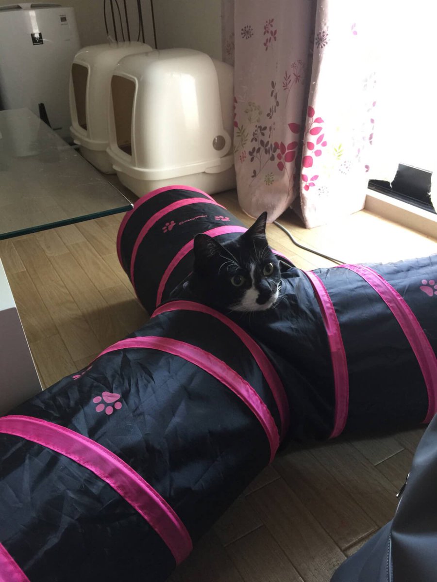 響介 猫マスターが実際に使ってみておすすめしかないベスト猫おもちゃ6選 変顔猫リュックと愉快な仲間達 T Co Ogculfuvjp