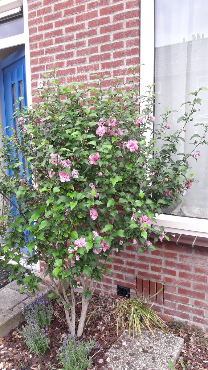 iam4sunrise's tweet photo. This is your tree ShahRukh
The one I planted in (2016)
it's dedicated to you.
#SRKTree ....@iamsrk
Every time I go pass it ,I feel happy ..
It has grown strong & beautifully ; just like you .
Love you my light .
#SRK ♡
Keep inspiring to to good . https://t.co/5RVJYlxmrH