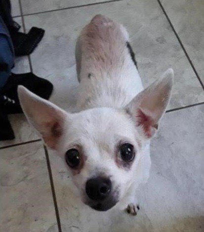 lost white chihuahua