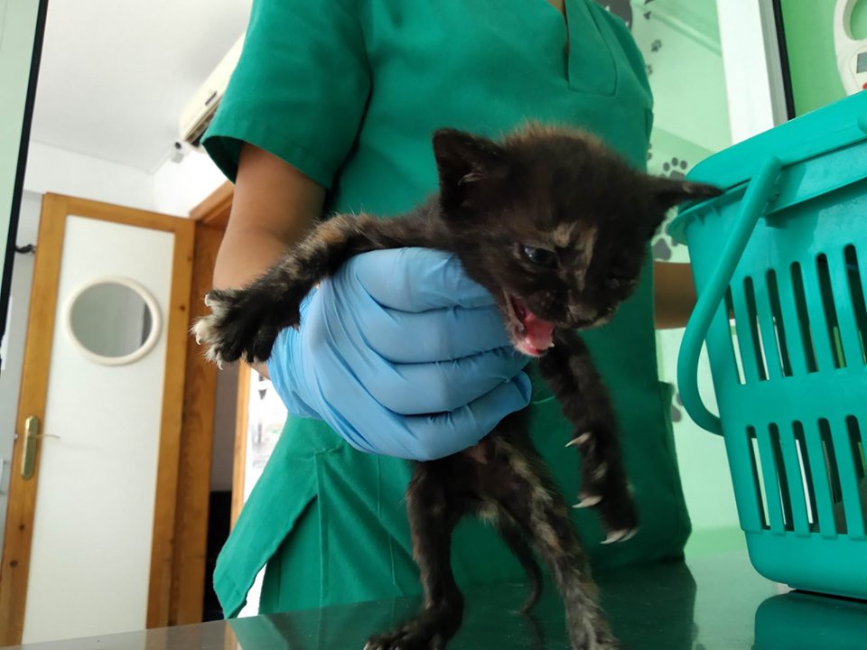 SevenLivesAlmer's tweet image. Están en perrera de #Almería , son muy pequeños. Rogamos #adopcion para ellos . 
El horario es de L-S 9.00 a 13.30 y los viernes abren por la tarde. El correo es centrozoosanitario@aytoalmeria.es
950 268531
Adopción es un acto de humanidad y compasión que salva vidas #SOS #adopta