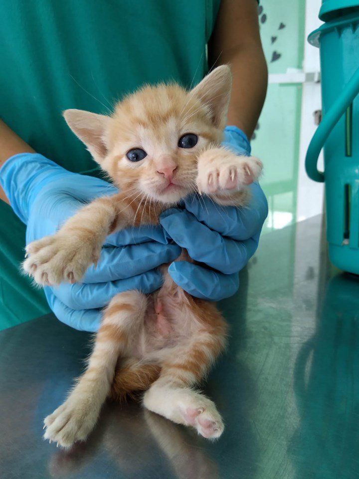 SevenLivesAlmer's tweet image. Están en perrera de #Almería , son muy pequeños. Rogamos #adopcion para ellos . 
El horario es de L-S 9.00 a 13.30 y los viernes abren por la tarde. El correo es centrozoosanitario@aytoalmeria.es
950 268531
Adopción es un acto de humanidad y compasión que salva vidas #SOS #adopta